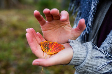 Open hands holding a leaf in the forest
