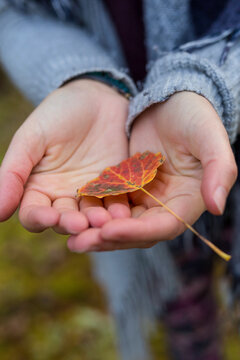Open hands holding a leaf in the forest