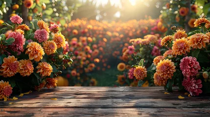 Fototapeten A wooden table is adorned with an abundance of colorful dahlia flowers, creating a vibrant and lively display © nnattalli