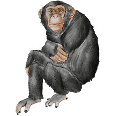 Fototapeta premium watercolor monkey chimpanzee painting clip art, animal illustration png
