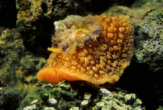 Mediterranean Umbrella Snail Umbraculum mediterraneum Alghero, Sardinia, Italy