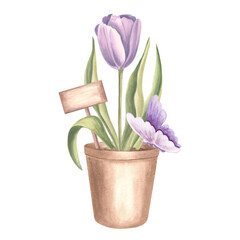 Purple tulip in flower pot with sign and butterfly. Spring garden flower. Isolated hand drawn watercolor botany illustration. Floral drawing template for card, Mothers day, 8 March, Easter, embroidery