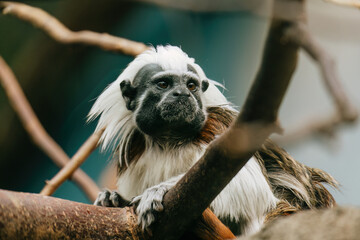 Close-up Cotton-top tamarin