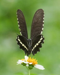 butterfly on a flower
