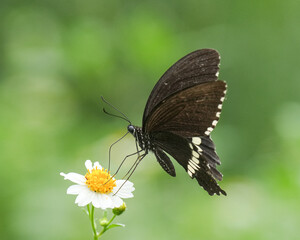 butterfly on a flower