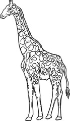sketch giraffe hand drawn
