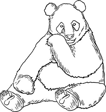 sketch panda hand drawn