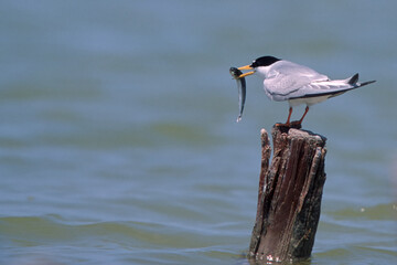 FRATICELLO Little Tern Sterna albifrons, It is the smallest of the terns. The food consists in particular of fish, crustaceans, insects and molluscs, caught in the water with quick dives even from a g