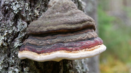 Waldpilz