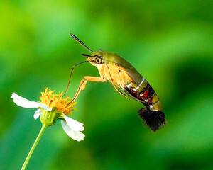 bug on a flower