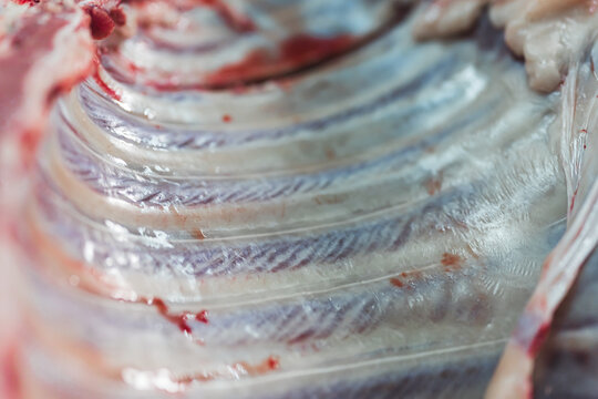 closeup shot of fresh pig ribs, slaughterhouse concept. High quality photo