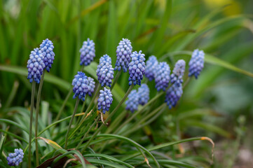 Muscari armeniacum Valerie Finnis ornamental springtime flowers in bloom, Armenian grape hyacinth light blue flowering plants