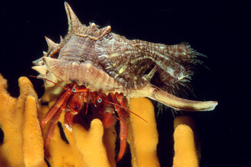 Hermit crab, Eye spot hermit crab, Paguristes eremita, is a scavenger on dead shells and fishes able to catch and feed on crabs and other living animals. Alghero, Capo Caccia, Sardinia, Italy