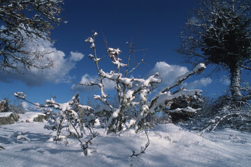 snow covered trees in winter, Mularza Noa forest under the snow. Bolotana, Sassari, Sardinia Badde Salighe. Ortakis