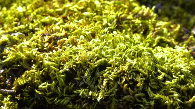 Brachythecium salebrosum, green moss on stones in sprin