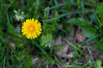 Yellow dandelion flower on green grass background, close-up