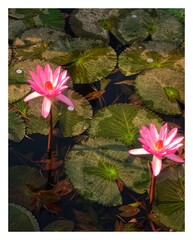 Pink lotus flower