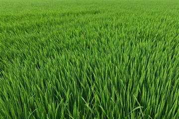 green grass texture background
