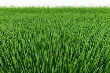 green grass texture background