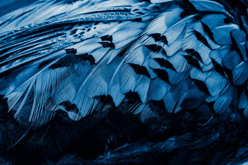 blue feathers with an interesting pattern. background