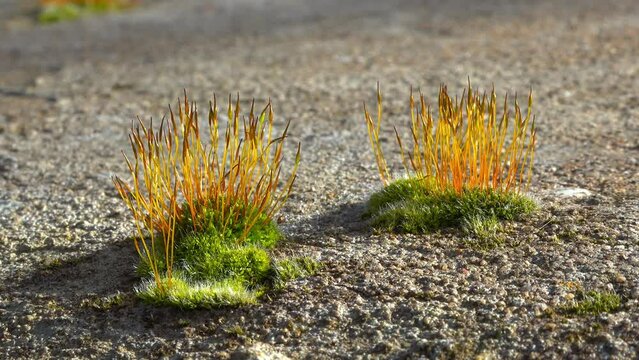 Purple Moss (Ceratodon purpureus), moss sporophyte on stones in spring