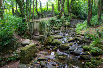 Massys Estate in the Dublin Mountains, where nature's patient embrace breathes life into forgotten...