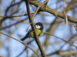 Titmouse bird in a tree in Maramures county, Romania