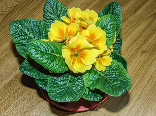 yellow Primrose flower in a pot