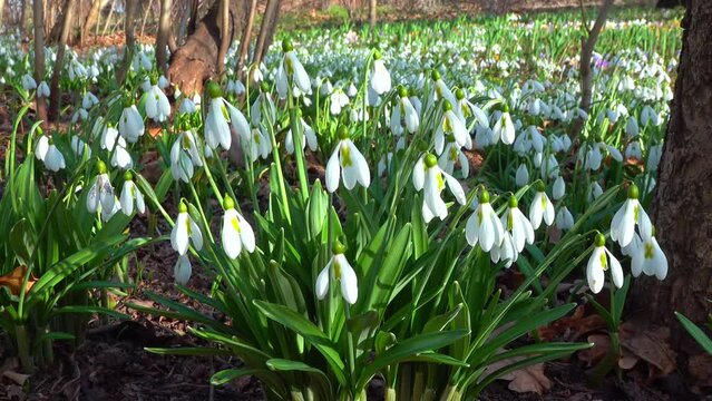 Galanthus nivalis - early blooming spring flowers, primroses - ephemeroids, Ukraine