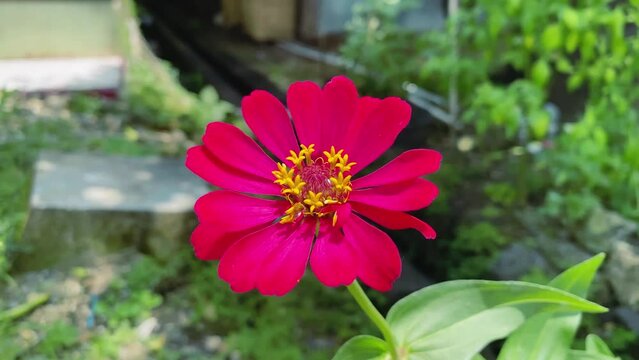 zinnia flower