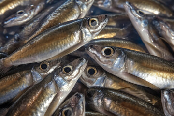Obraz premium Close-up of fresh sardines with a metallic sheen, evoking the bounty of the sea.