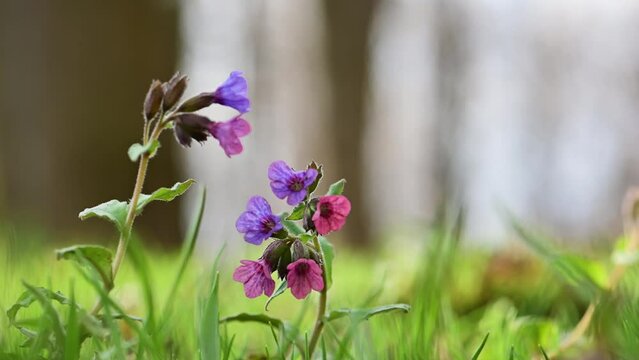 Pink and purple flowers of suffolk lungwort in spring forest. Natural floral background with blossoming wildflowers