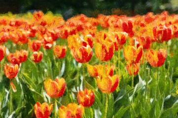 Illustration of a Group of Orange tulips with stamens and pestle is on a blurred green background
