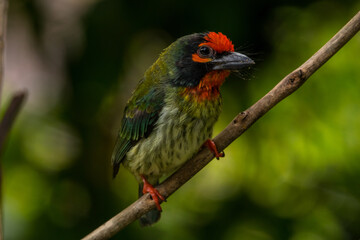 The coppersmith barbet (Psilopogon haemacephalus), also called crimson-breasted barbet and coppersmith