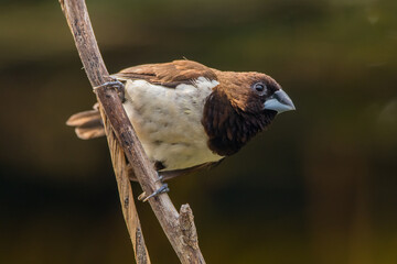 The Javan munia (Lonchura leucogastroides) is a species of estrildid finch native to southern...