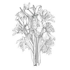Floral bouquets with line hand drawn spring flowers in sketch style. Tulips, daffodils, anemones. - 752327679