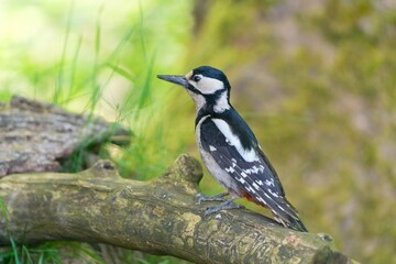 Great spotted woodpecker male climbs on the branch. Wildlife scene from nature. Dendrocopos major