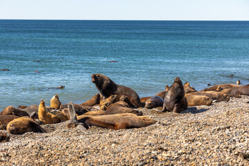 Grupo de lobos marinhos descansando e tomando sol na praia de pedregulhos