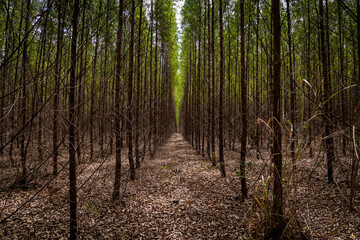 Eucalyptus plantation and dry leaves on the ground forming a corridor