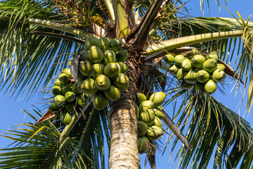 Palm tree with bunches of several green coconuts, blue sky in the background