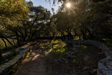 Garden with trees shading the lawn and rays of sun penetrating the tree foliage