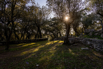 Garden with trees shading the lawn and rays of sun penetrating the tree foliage