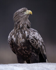 White-tailed eagle with forest background