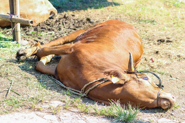 Obraz premium Tied cows ready to be slaughtered for sacrifice as part of the Muslim Eid al-Adha celebration