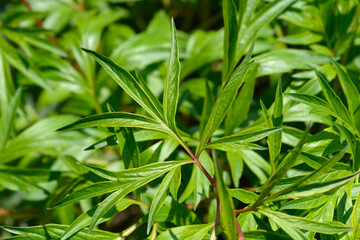 Veitch peony leaves