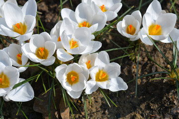 Snow Crocus Ard Schenk flowers