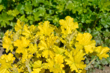 Coral Bells Electric Lime leaves