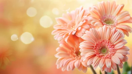 Fototapeten Gerbera Flowers in Soft Focus © TY