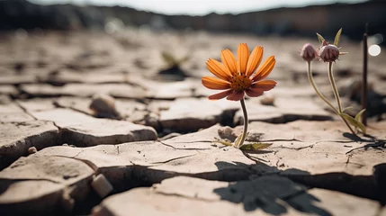 Foto op Plexiglas Resilient Flower: Symbol of Nature's Tenacity in Drought, Captured with Canon RF 50mm f/1.2L USM © Nazia
