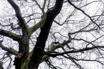 Trunk and branches of a tree covered with moss without leaves against a gray sky. 